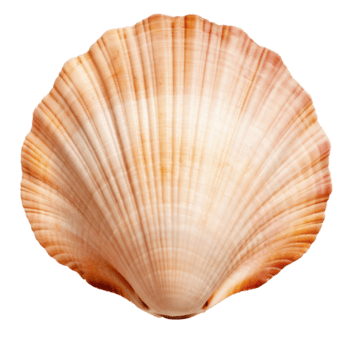 Shell 1