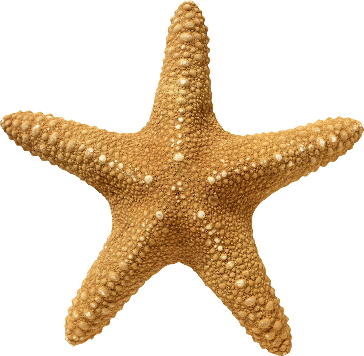 Shell 2