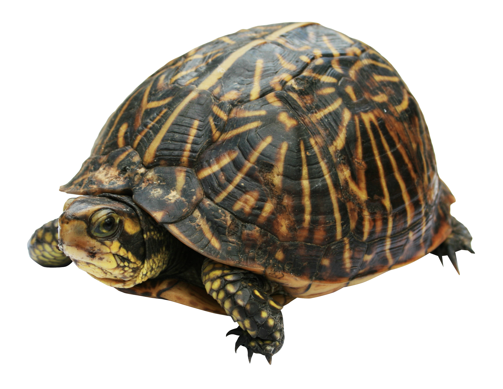 Shell 3